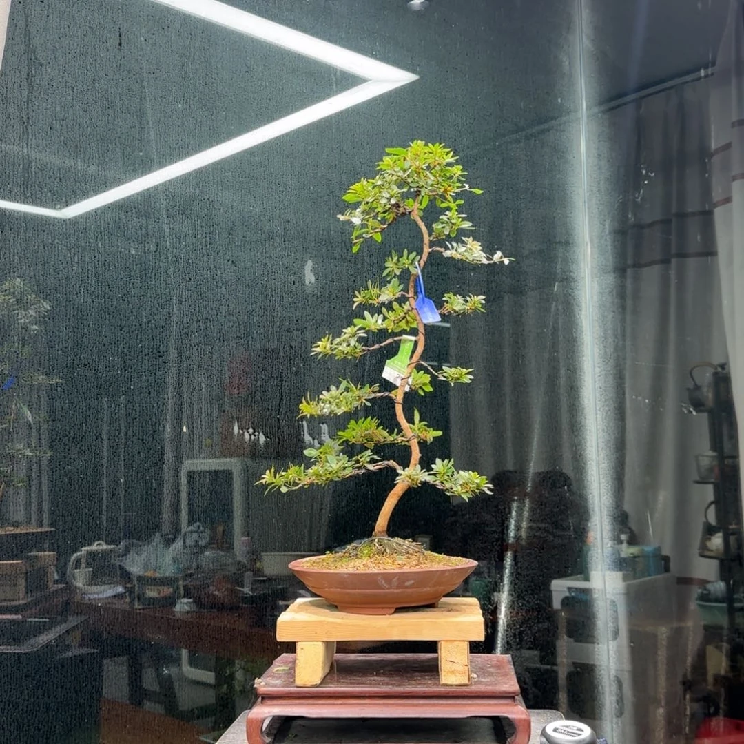 K***Y无花朵花卉苗木花卉苗木