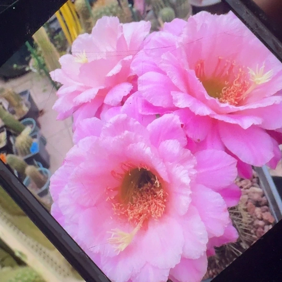 仕女侧芽5公分毛花柱