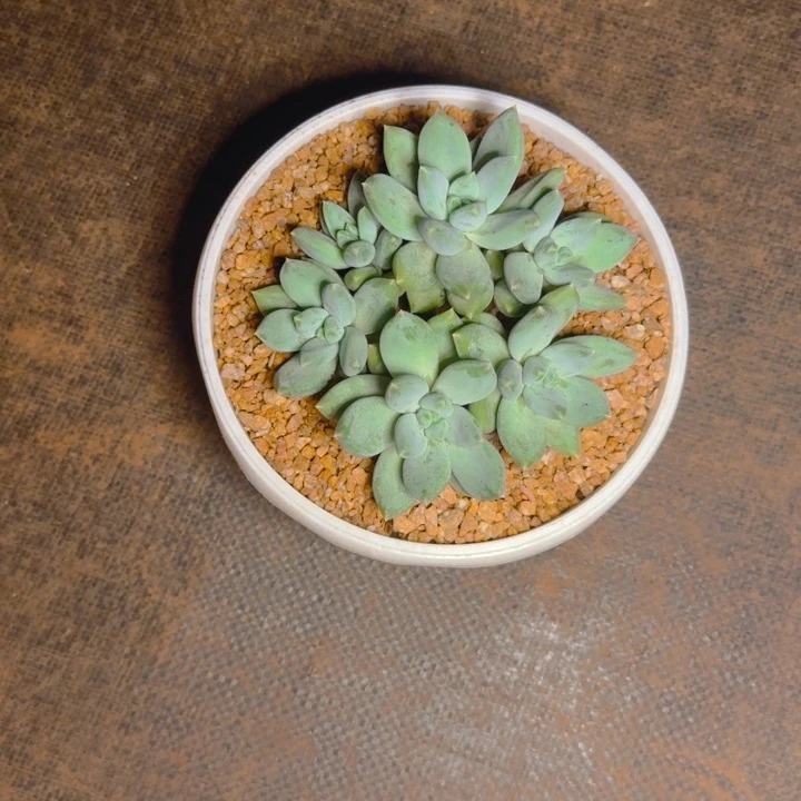 默视姐寄养111111111111