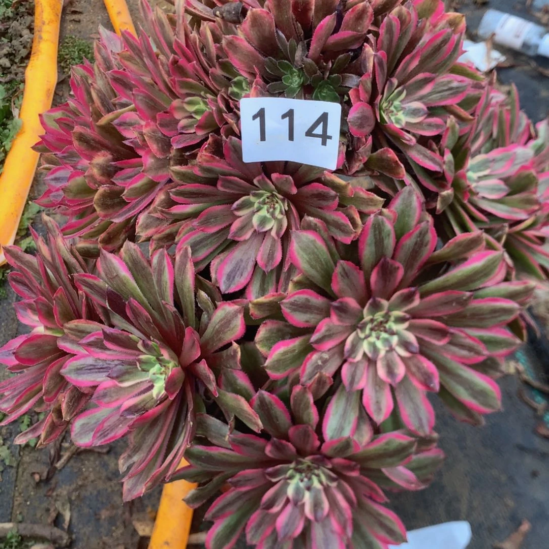 114糖果粉多肉植物