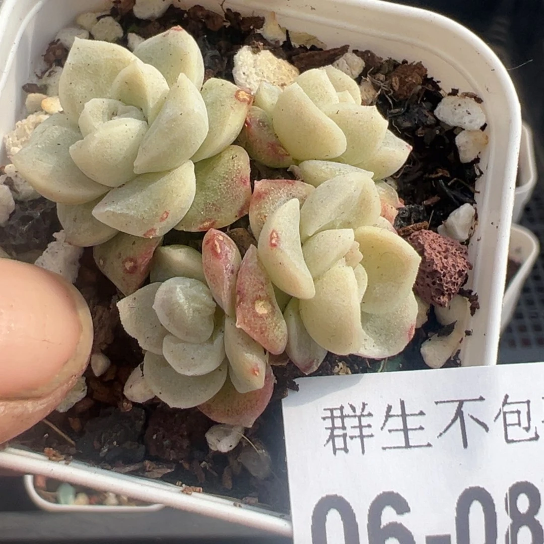 小卡拉米糖心一物一拍6-80