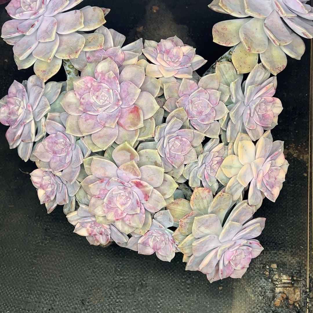 紫乐锦大群一物一拍