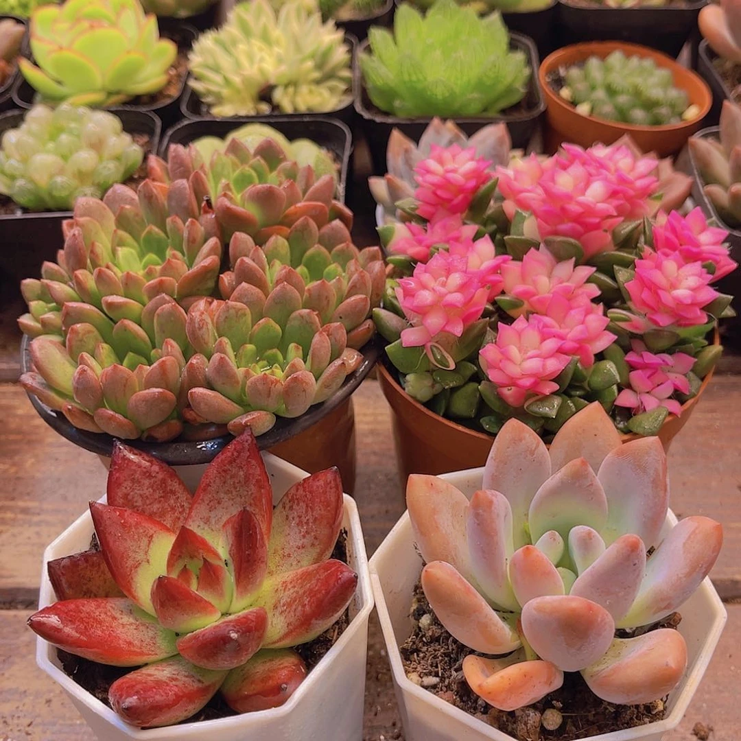 甜蜜蜜套餐带盆土5