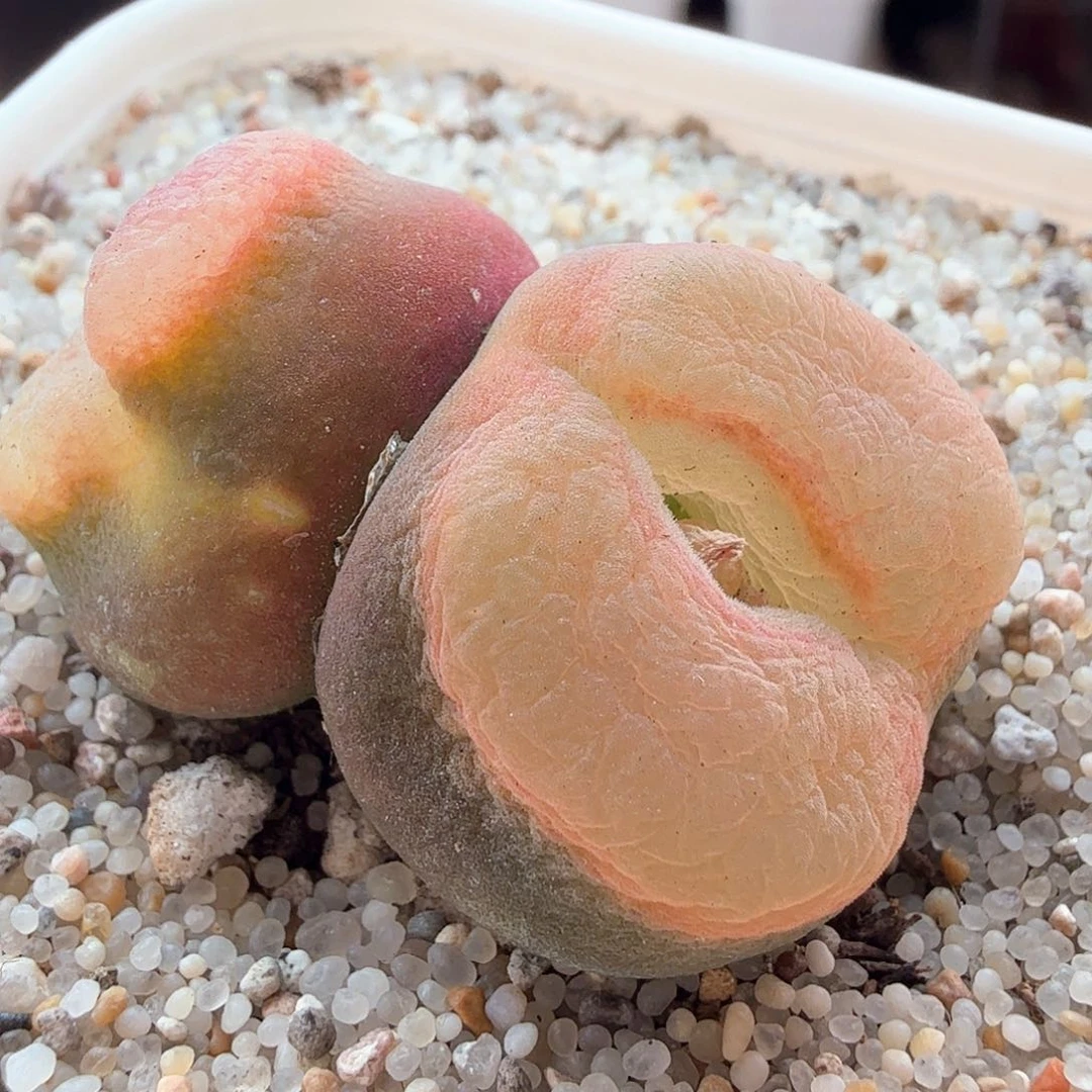 2.13.94/6年O泡双头/多肉