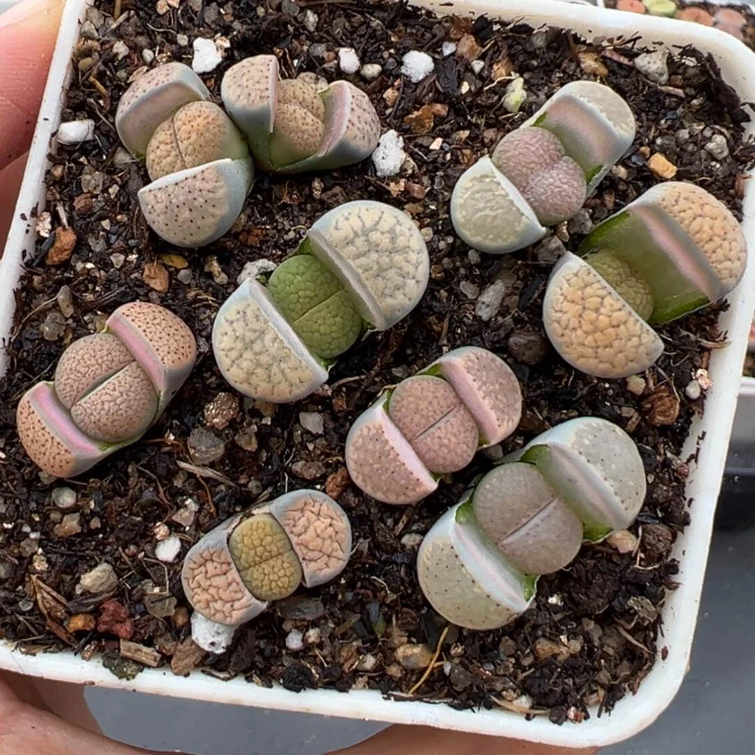 1.12好看的多肉567