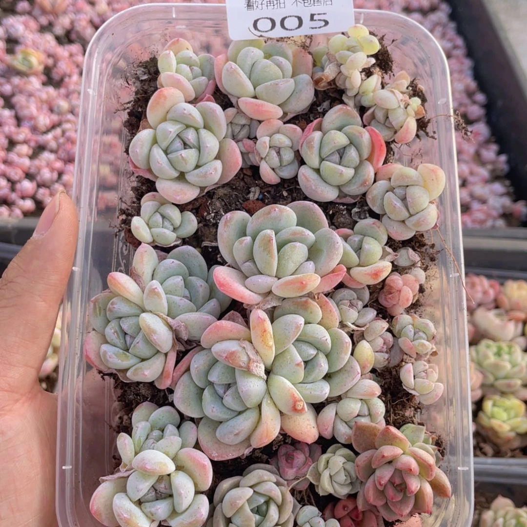 云糖心多肉植物005