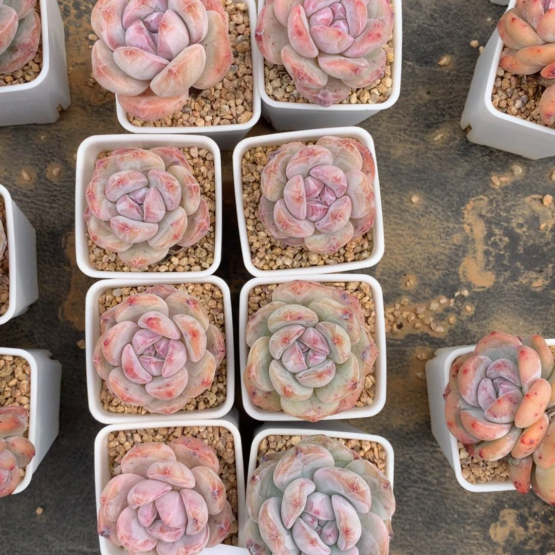 提*嘻6160九颗星影带盆