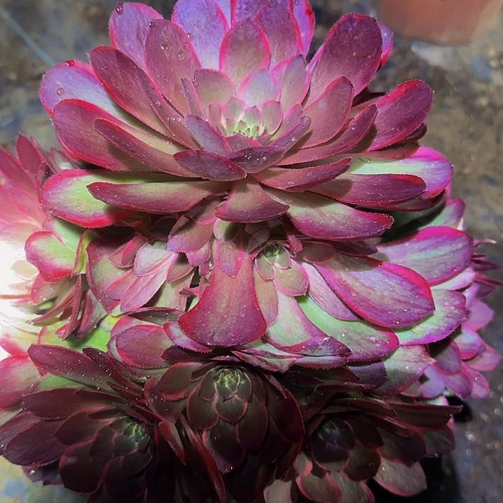 新品种粉花妖捧花亏本福利
