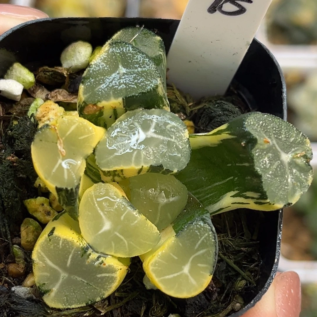 75玉龙万象锦福利专场