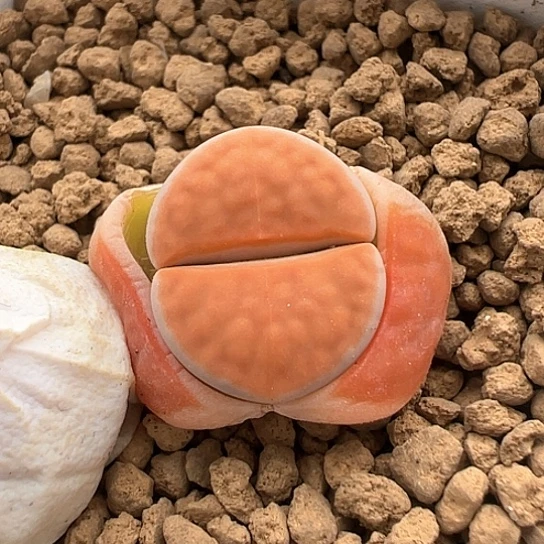 053，冰橙1.5公分