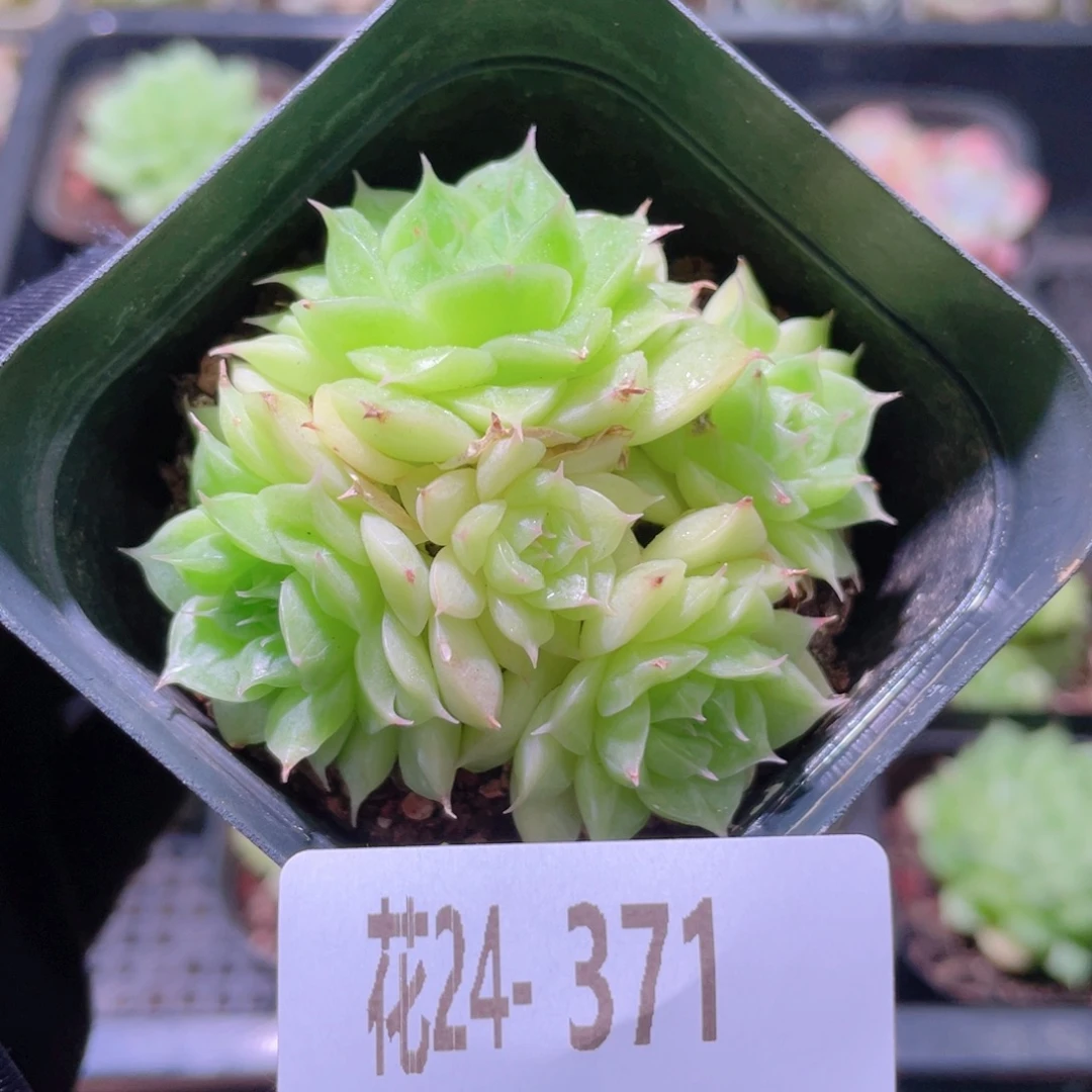 花利美24-371麦秆