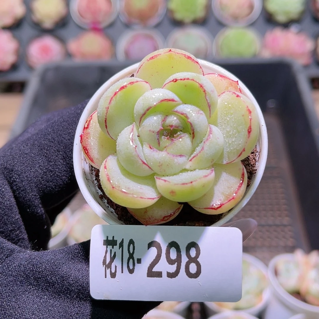 花利美18-298胖虎