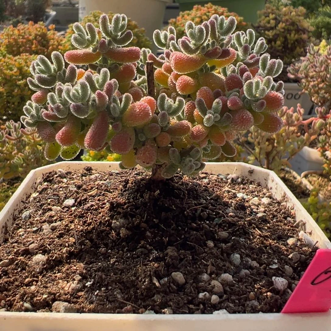 A189冰晶枝干一物一拍