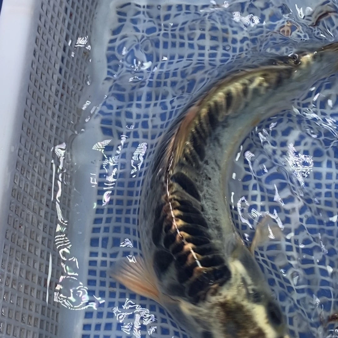 锦鲤冷水锦鲤包邮