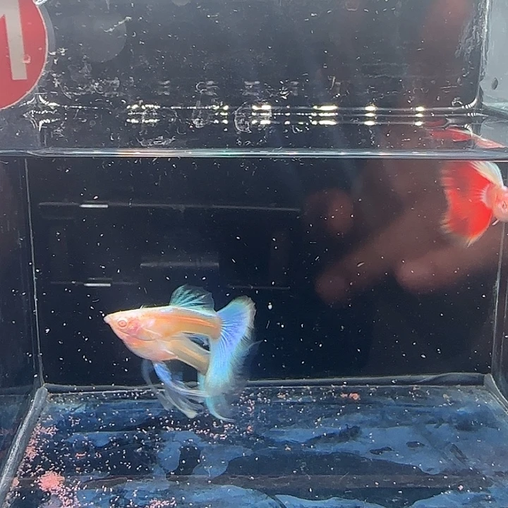 孔雀鱼11号蓝白绣球2公1母