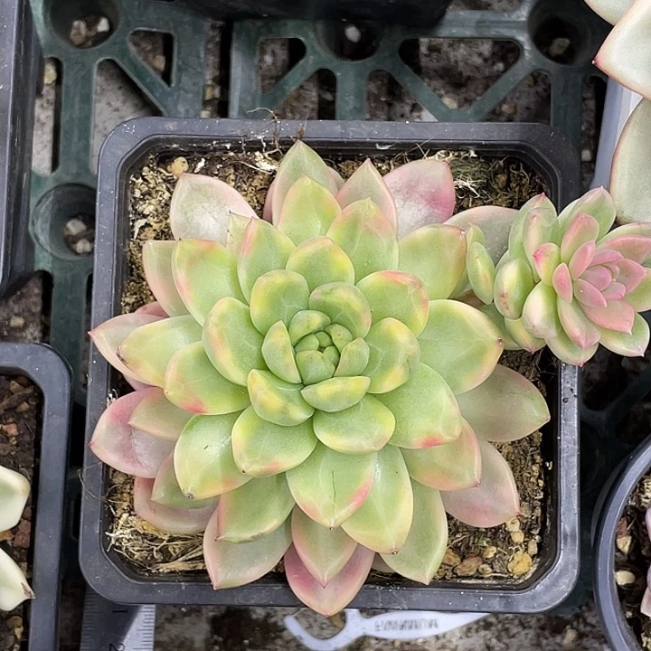 黄昏锦一物一拍锦龙