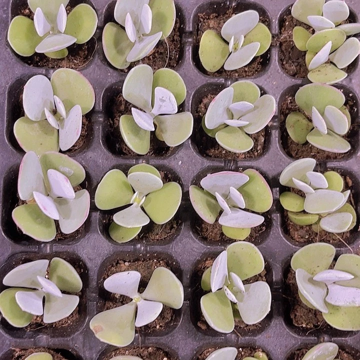 精品白眉多肉植物