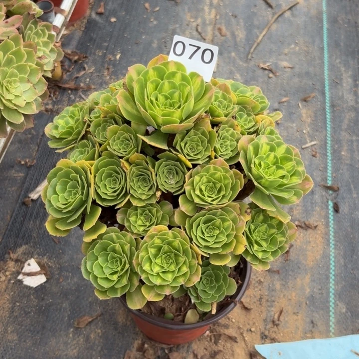 翡翠琉璃多肉植物不包损070