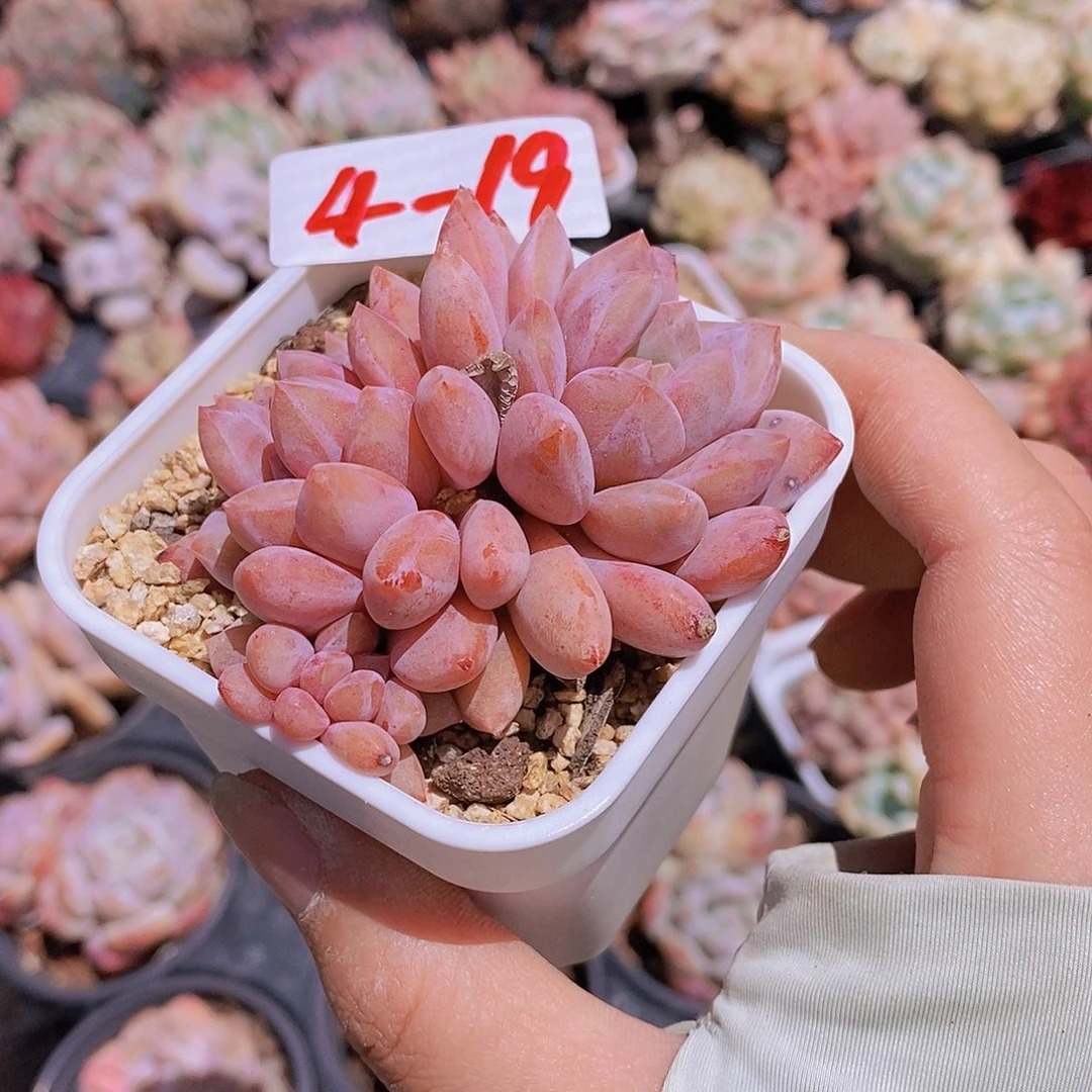 4-19 半夏福利一颗