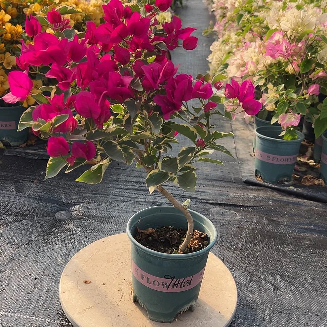 慧***会完全开放造型 蓝月亮 9461