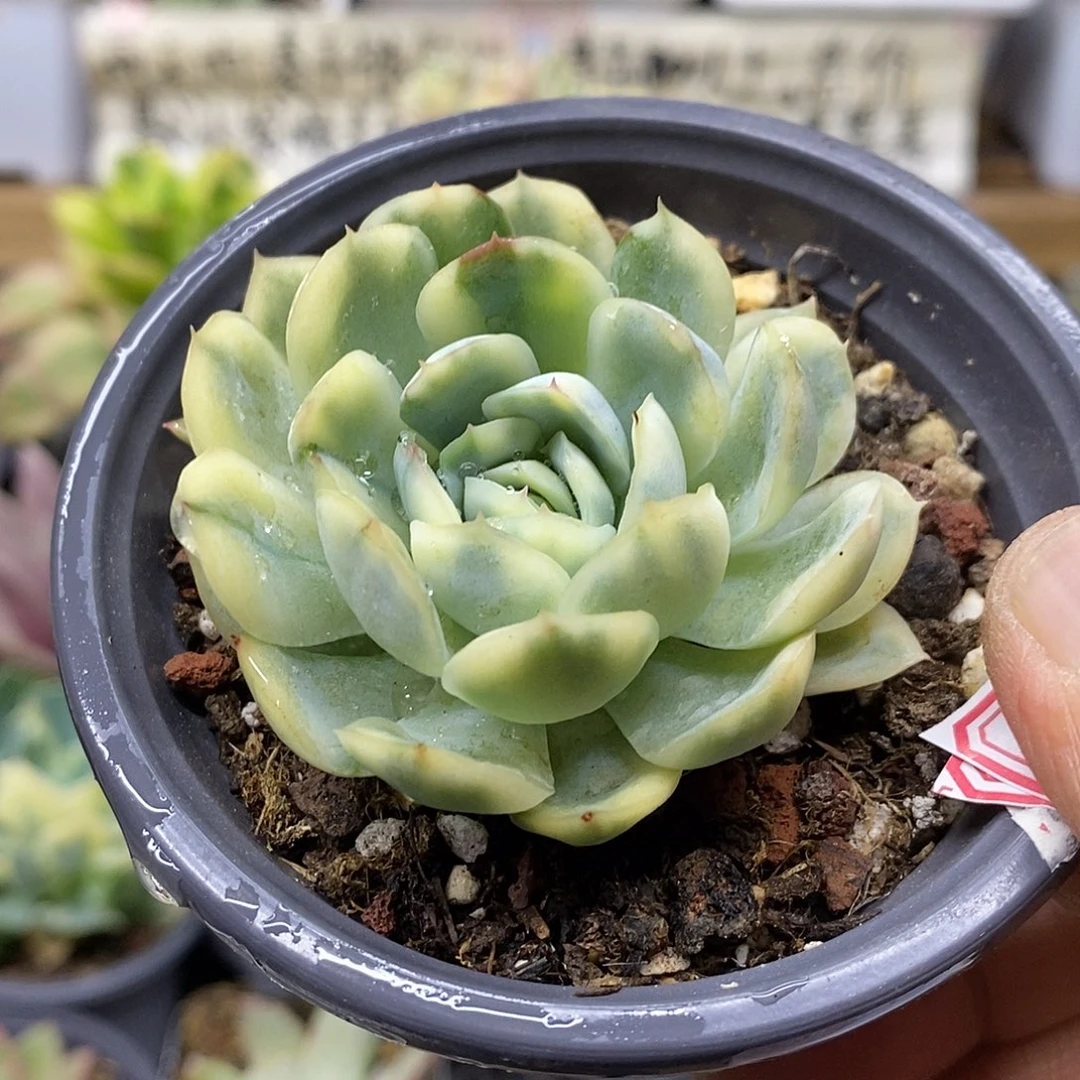 2931 草莓冰覆轮锦