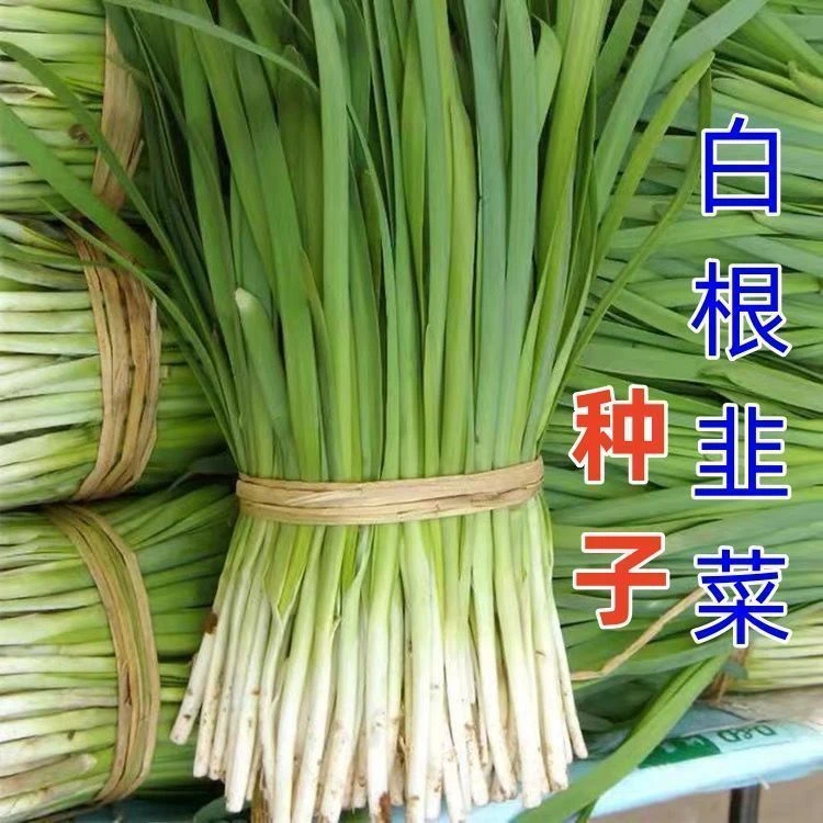 白根韭菜种子高产宽叶韭菜种籽四季高产农家当季冬季新鲜阳台蔬菜