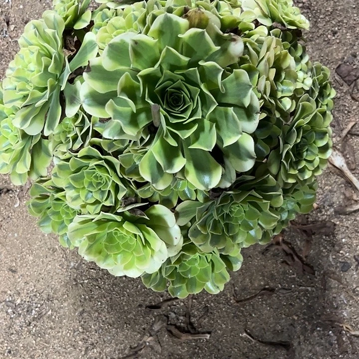多肉植物绿豆沙锦……