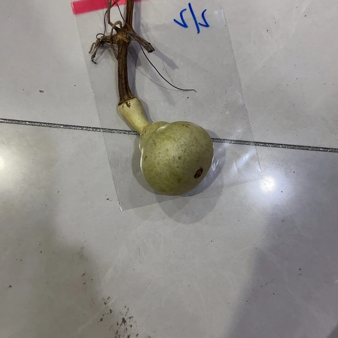 矿***。青皮不包成青皮不包成