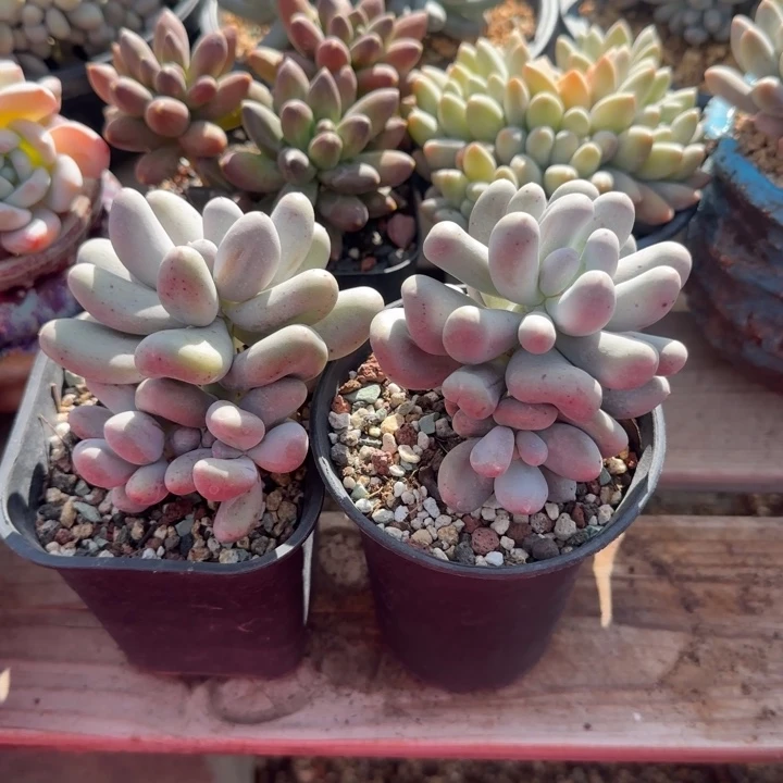 米可两颗一组五十包邮