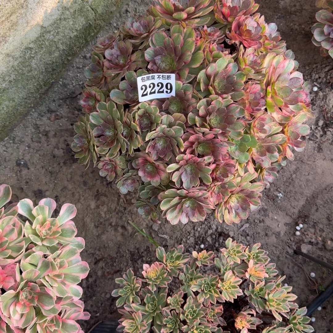 小***方16-1法师万七彩2229