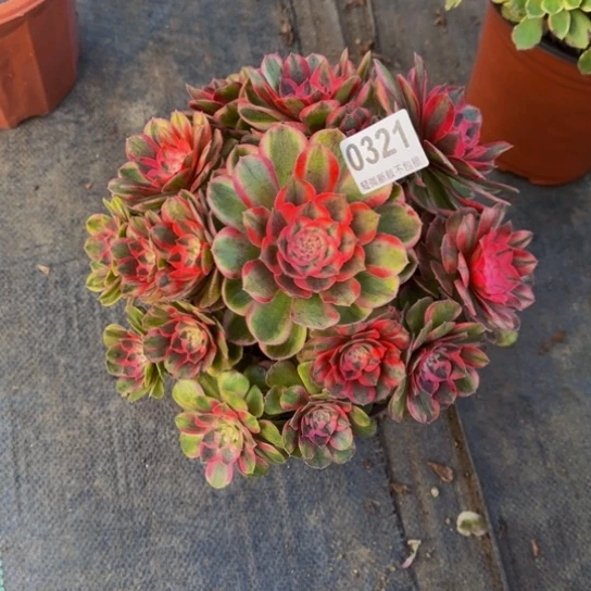 景***人半糖032111111111111