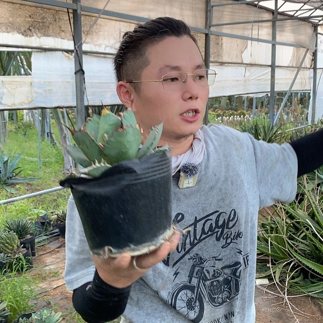 蓝霸王仁王冠20公分