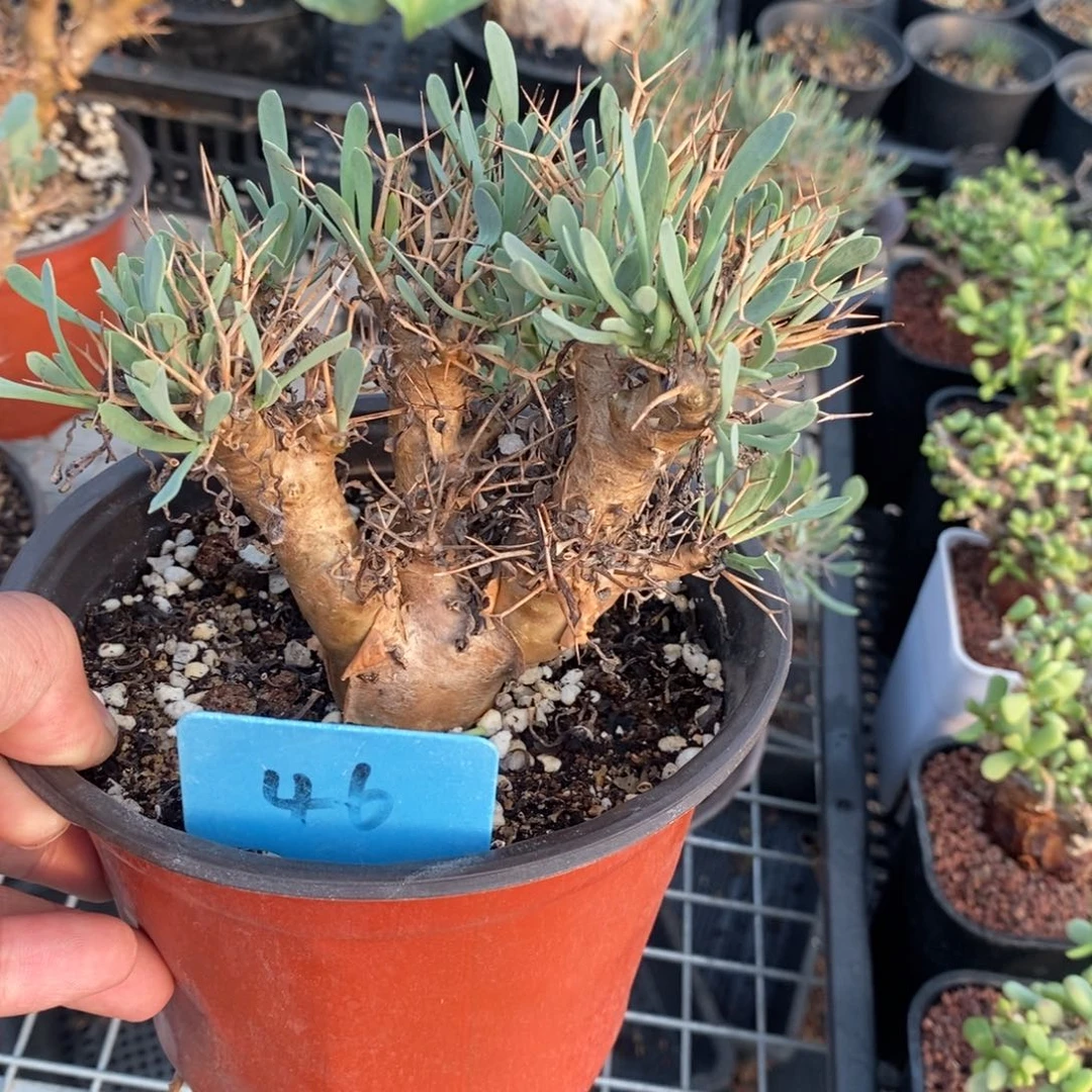 黑鬼殿厚炖菊多肉植物