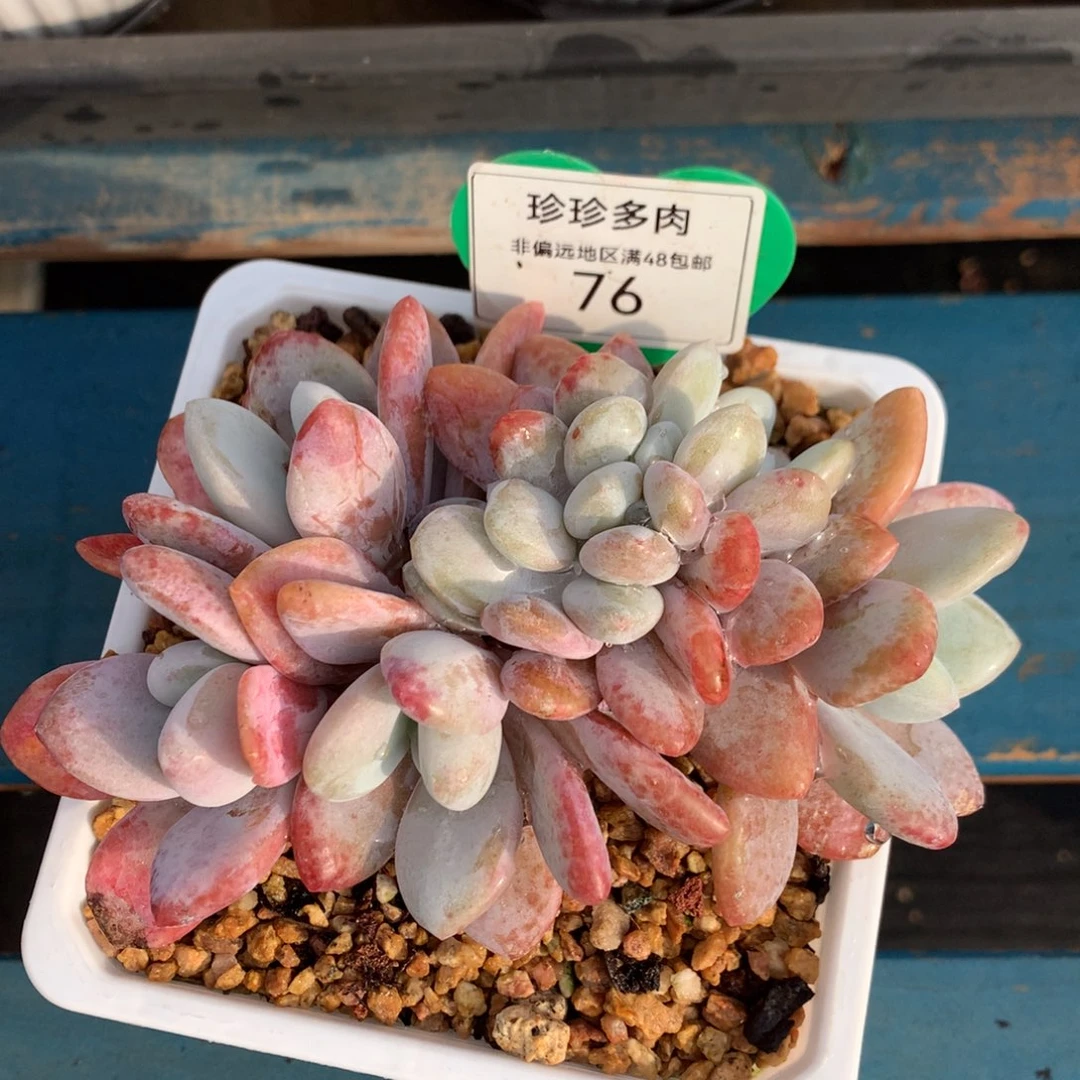 粉兔缀化一物一拍76