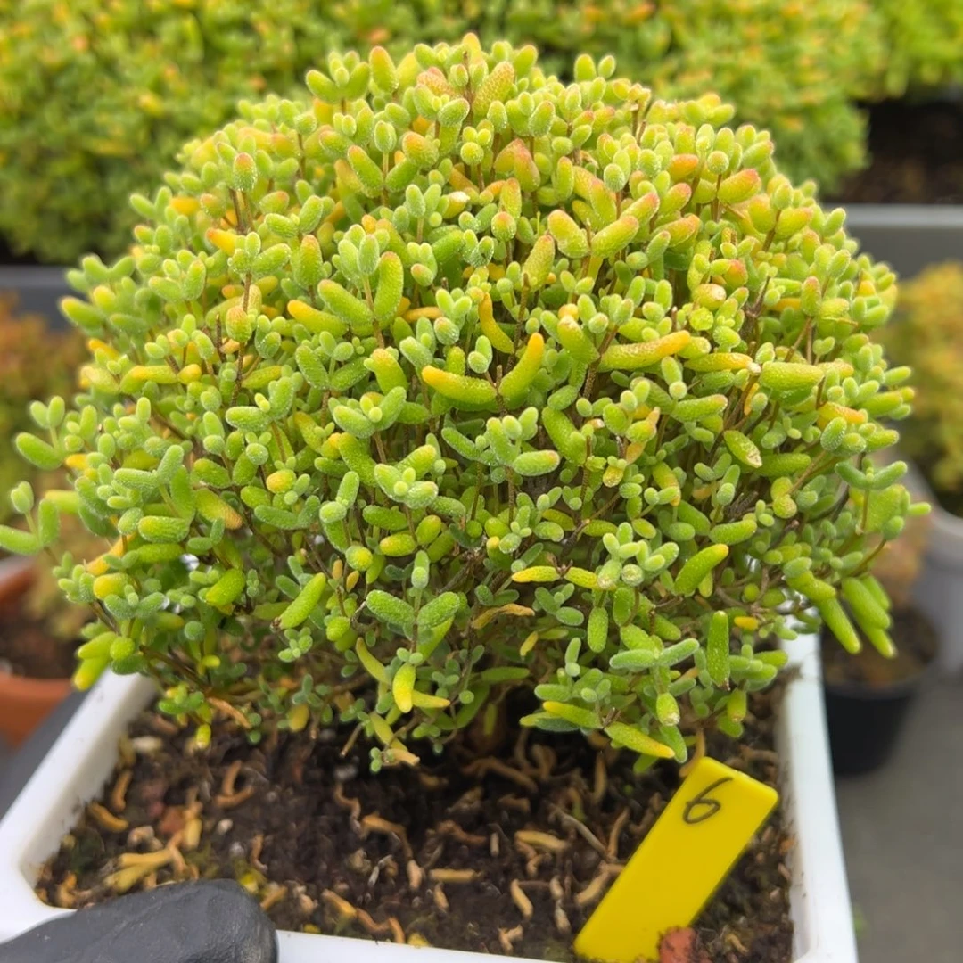 蜜橘糖球6号11.5cm盆