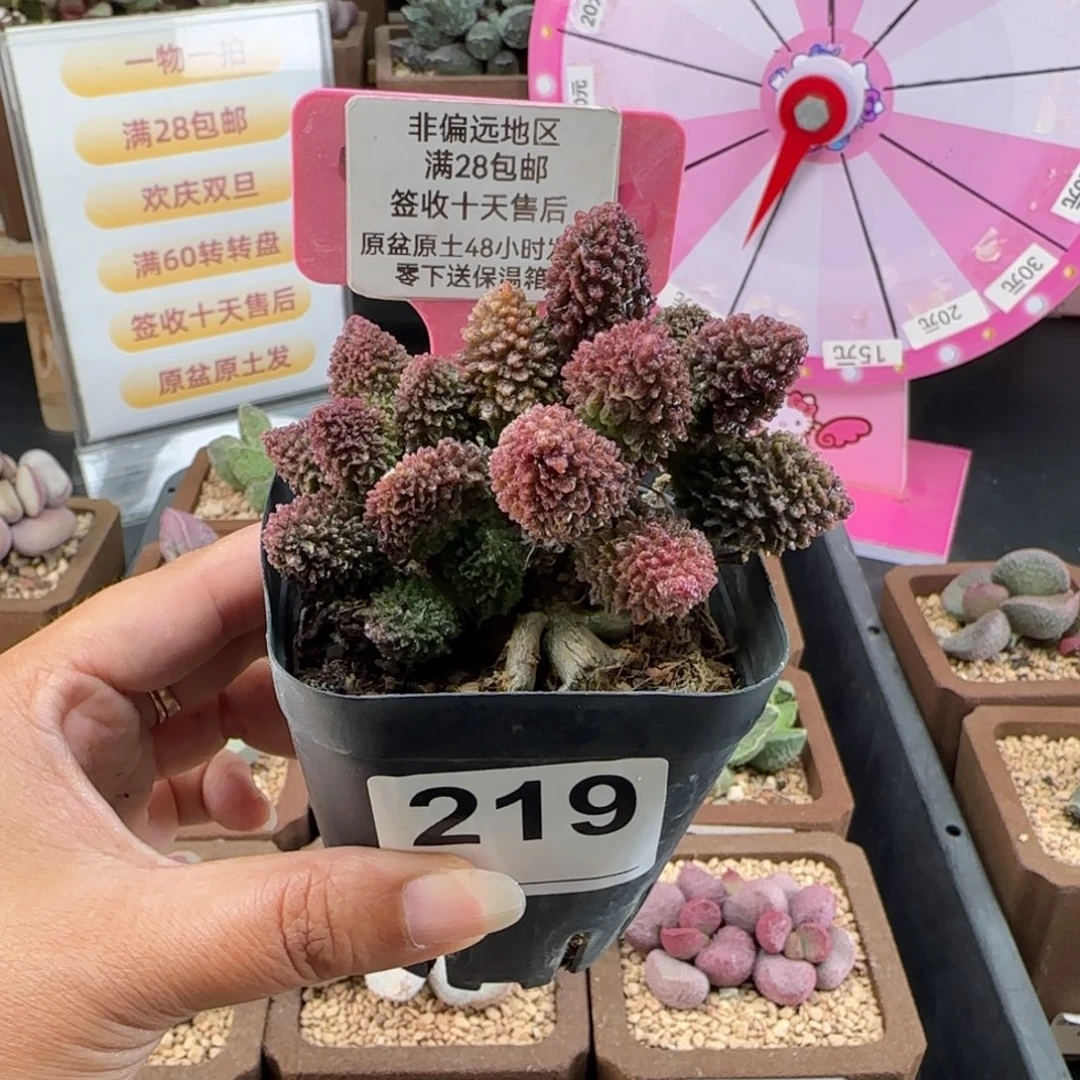 219朱紫玉多肉植物