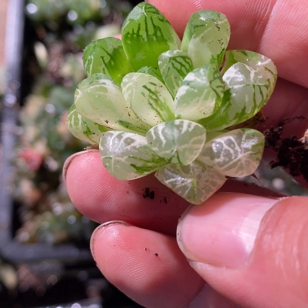 一***22945 一颗福利。