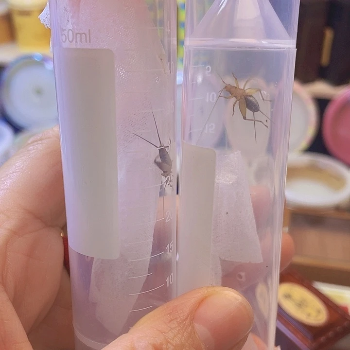 烈焰1水墨1啊啊啊啊