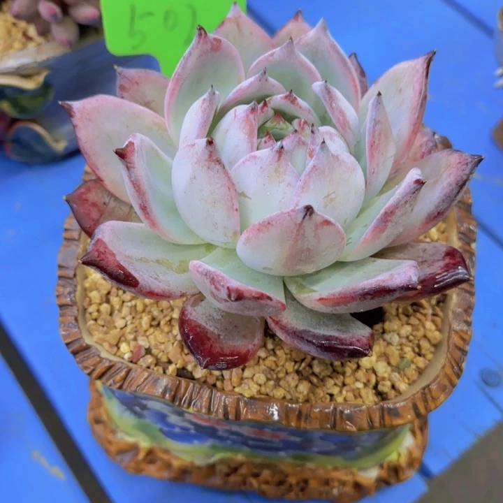 可****渴502多肉植物一物一拍