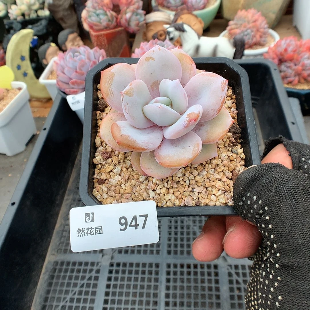 947奶茶多肉多肉植物666