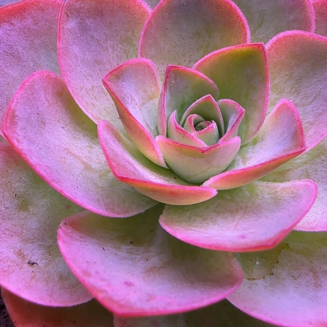 6厘米福利玫瑰131346664664