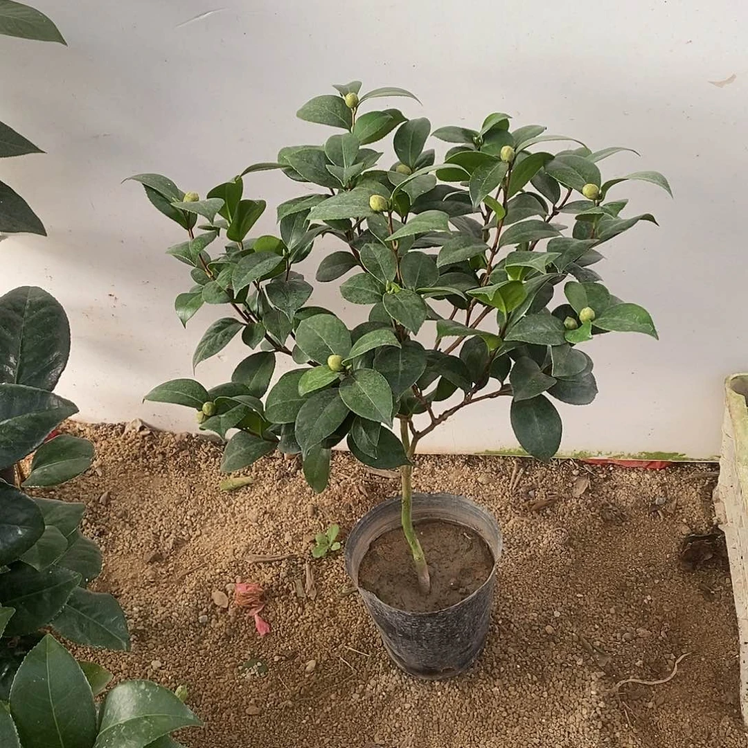 完全开放18学士茶花