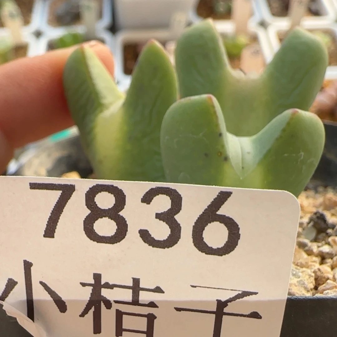 【闪购商品】杨**露7836