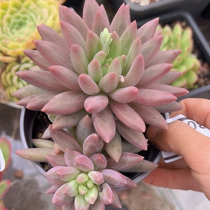 虞姬30109多肉植物