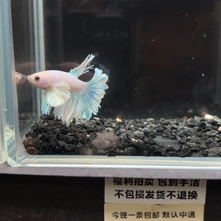 斗鱼一单包邮13日37