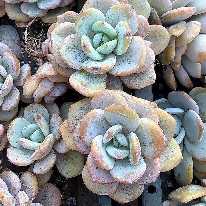 功*茶青蛙王子儿童牙膏111