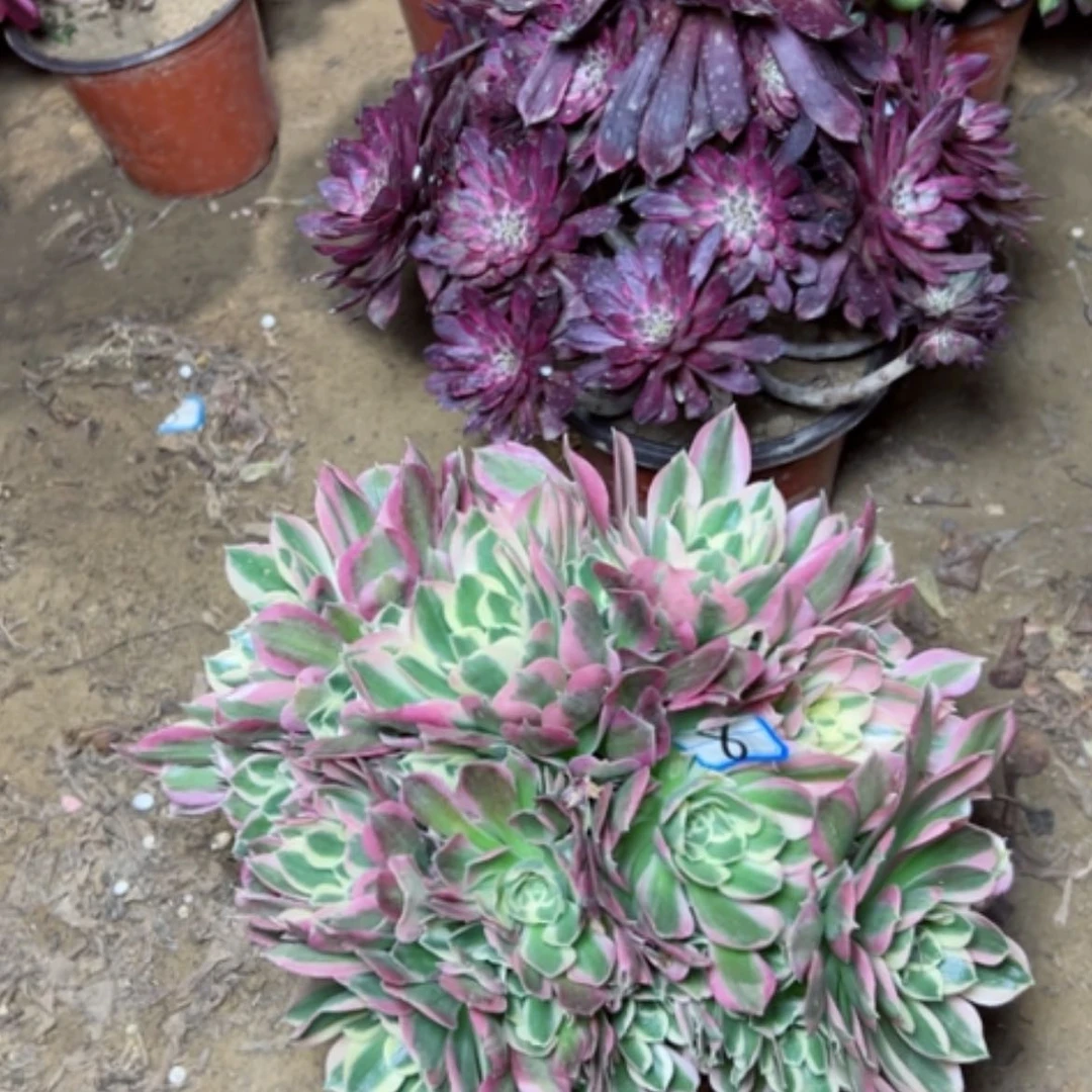 【闪购商品】糖****心多肉植物两个41