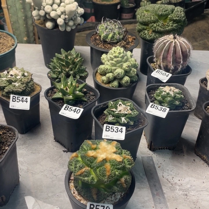 570哥斯拉龟甲一个仙人球