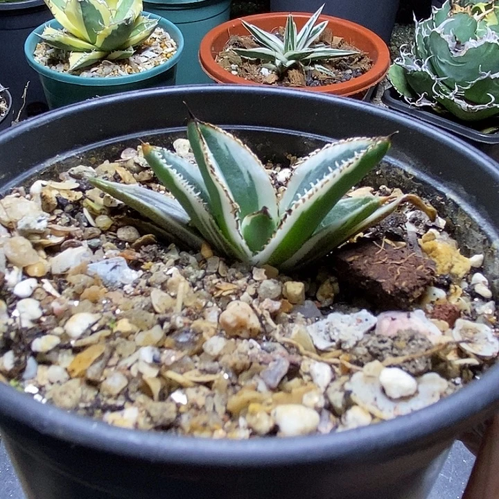 C***n鹰眼。        一个