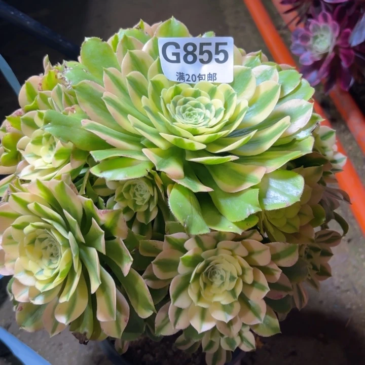 瑞妈园艺1.31.855